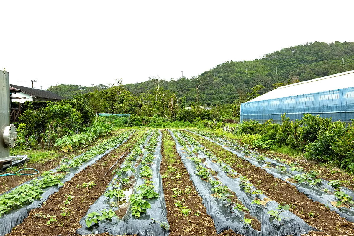 2026-hachijo6_05.webp